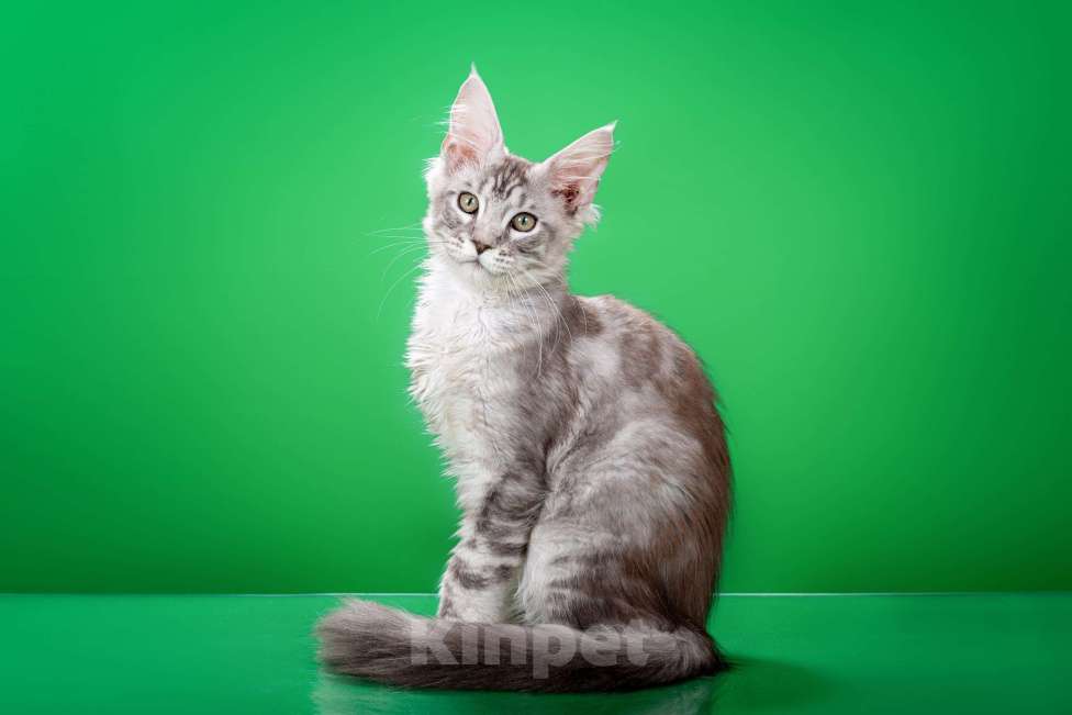 Кошки в Омске: Котята мейн-кун Мальчик, Бесплатно - фото 5