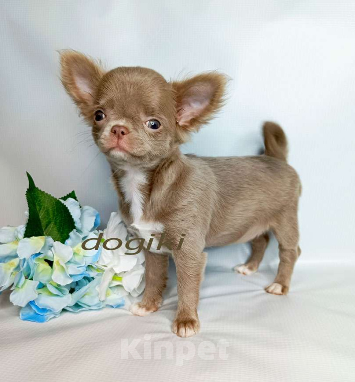 Собаки в Москве: Чихуахуа девочка Девочка, 45 000 руб. - фото 3