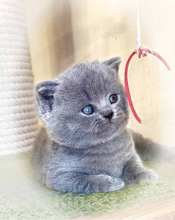 Кошки в Москве: Британские голубые короткошерстные котята Разнополые, Бесплатно - фото 8