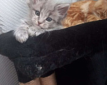 Кошки в Уфе: Котята мейн-куны Мальчик, 10 000 руб. - фото 1