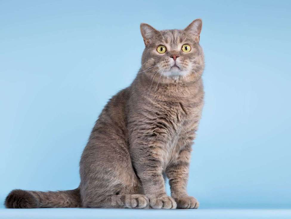 Кошки в Москве: Нежный ласковый котик Митенька в добрые руки Мальчик, Бесплатно - фото 6