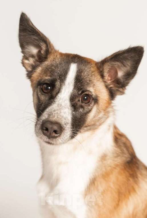 Собаки в Москве: Подстреленная малышка Салли ищет дом Девочка, 1 руб. - фото 2