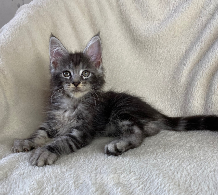 Кошки в Дмитрове: Черная серебристая мраморная девочка мейн кун Джей Девочка, 30 000 руб. - фото 6