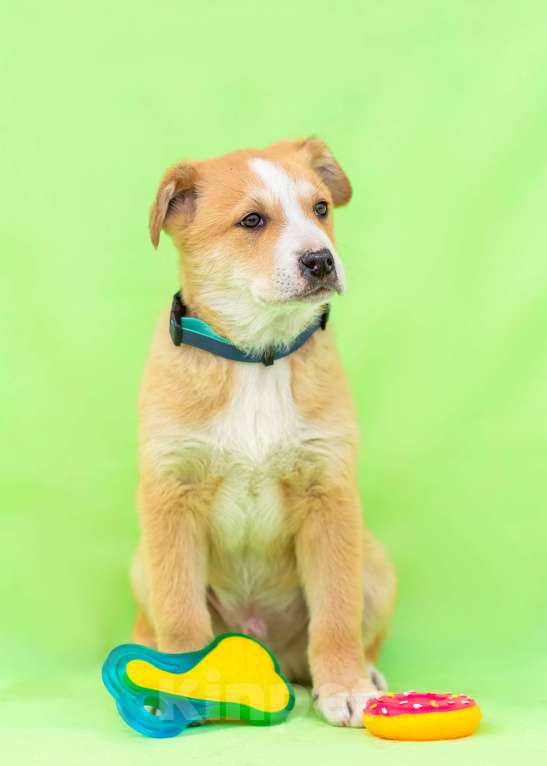 Собаки в других городах Московской области: Щенок Оскар в добрые руки Мальчик, Бесплатно - фото 3