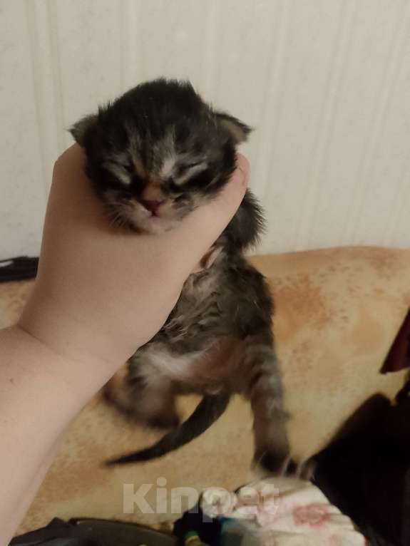 Кошки в Кирове: Розовый (оранжевый) Мальчик, 2 500 руб. - фото 5