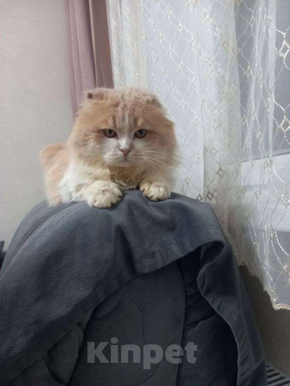 Кошки в Москве: В ожидании рождественского чуда ласковый мальчишка Басик Мальчик, Бесплатно - фото 3