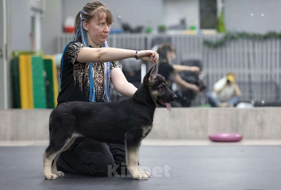 Собаки в Челябинске: Нота Протеста из Третьяковской галереи Девочка, 45 000 руб. - фото 1