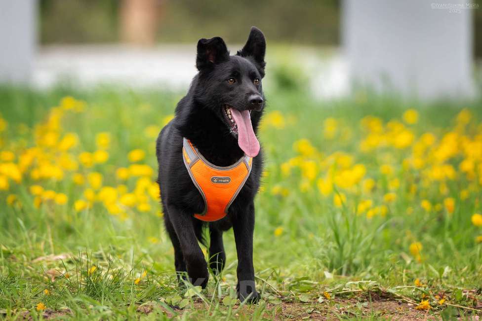 Собаки в Москве: Уголек - с горячей искоркой в сердце Мальчик, Бесплатно - фото 6
