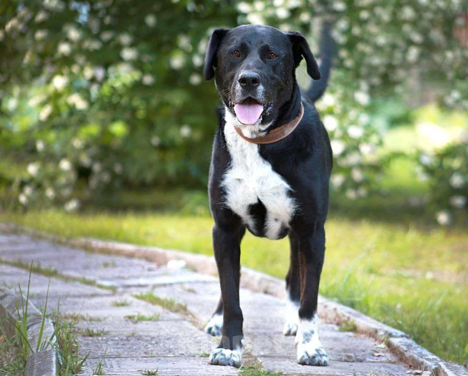 Собаки в Александрове: Собака Ляля ищет дом! Девочка, Бесплатно - фото 7