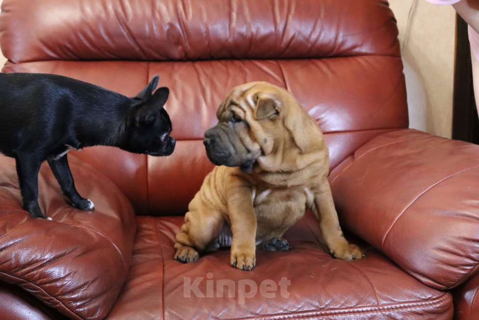 Собаки в Москве: Шарпей щенки девочкА Девочка, 50 000 руб. - фото 2