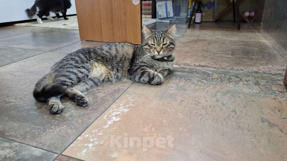 Кошки в Ижевске: кот в добрые руки Мальчик, Бесплатно - фото 4