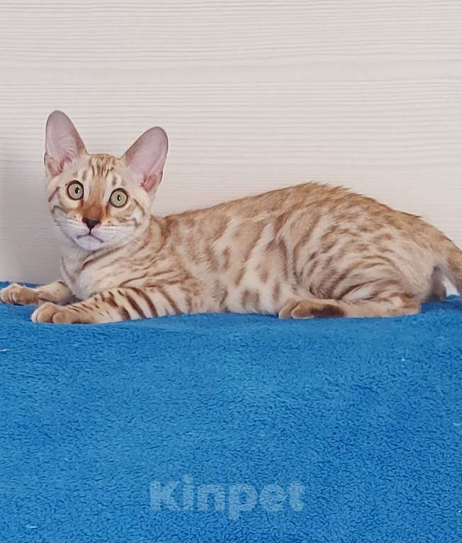 Кошки в Москве: Бенгальский котенок Девочка, 35 000 руб. - фото 3