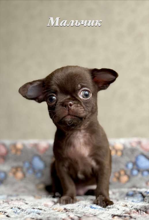Собаки в Санкт-Петербурге: Щенки чихуахуа Разнополые, 40 000 руб. - фото 7