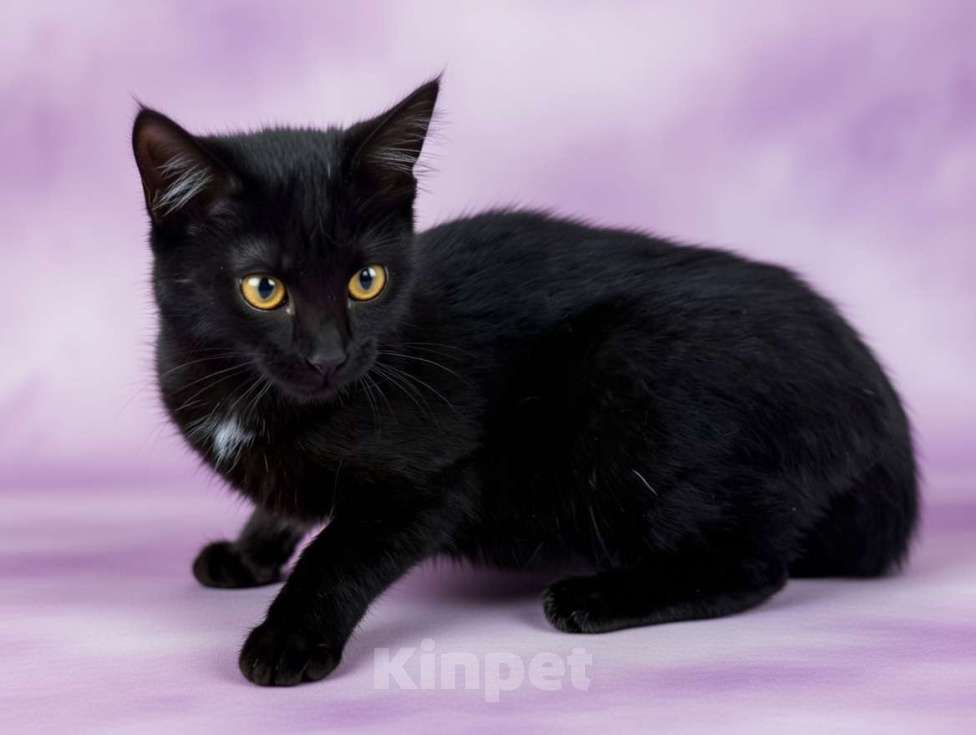 Кошки в Москве: Буся, котенок-подросток в добры руки Девочка, Бесплатно - фото 2