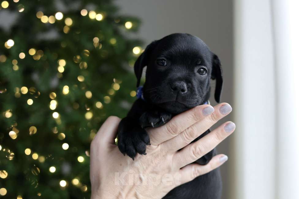 Собаки в Воронеже: стаффордширский бультерьер стаффи щенки Мальчик, 45 000 руб. - фото 1