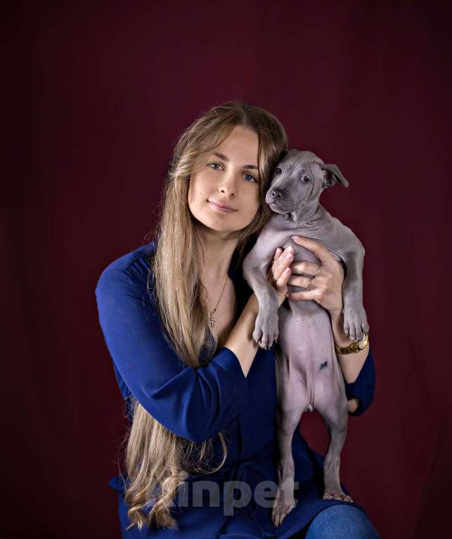 Собаки в других городах Московской области: Щенок Тайского Риджбека Девочка, 100 000 руб. - фото 10