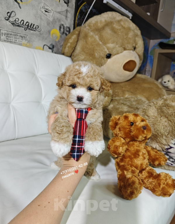Собаки в Москве: Мальтипу мальчик в типе Тедди 🐻 Мальчик, 150 000 руб. - фото 4