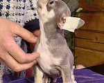 Собаки в Москве: Чихуахуа. Мальчик лилово-подпалый Мальчик, 40 000 руб. - фото 2