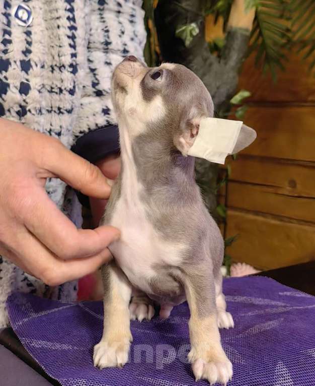 Собаки в Москве: Чихуахуа. Мальчик лилово-подпалый Мальчик, 40 000 руб. - фото 2