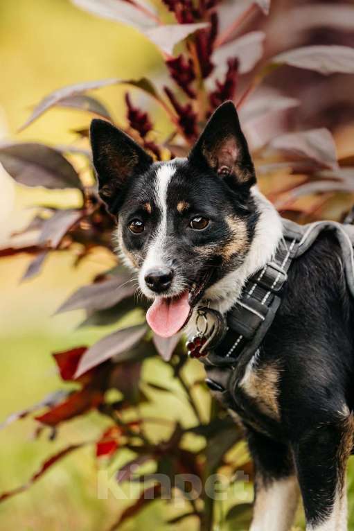 Собаки в Москве: Очаровательная маленькая собачка Налла в дар Девочка, 1 руб. - фото 9