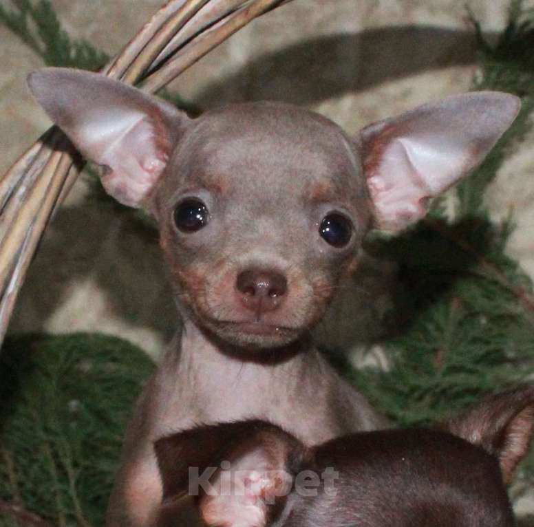 Собаки в Волгограде: Лиловые мальчики мини Мальчик, 45 000 руб. - фото 5