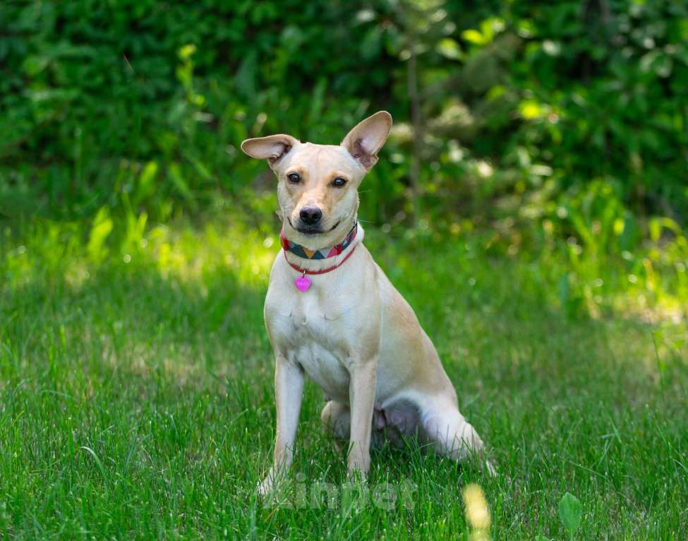 Собаки в Балашихе: Лада собака мечта, отличное поведение дома и на улице. Девочка, Бесплатно - фото 4