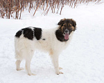 Собаки в Москве: Плюшевый Мишка Кай, 1.5 года Мальчик, Бесплатно - фото 1