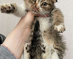 Кошки в Нытве: Котята в добрые ручки, Бесплатно - фото 2