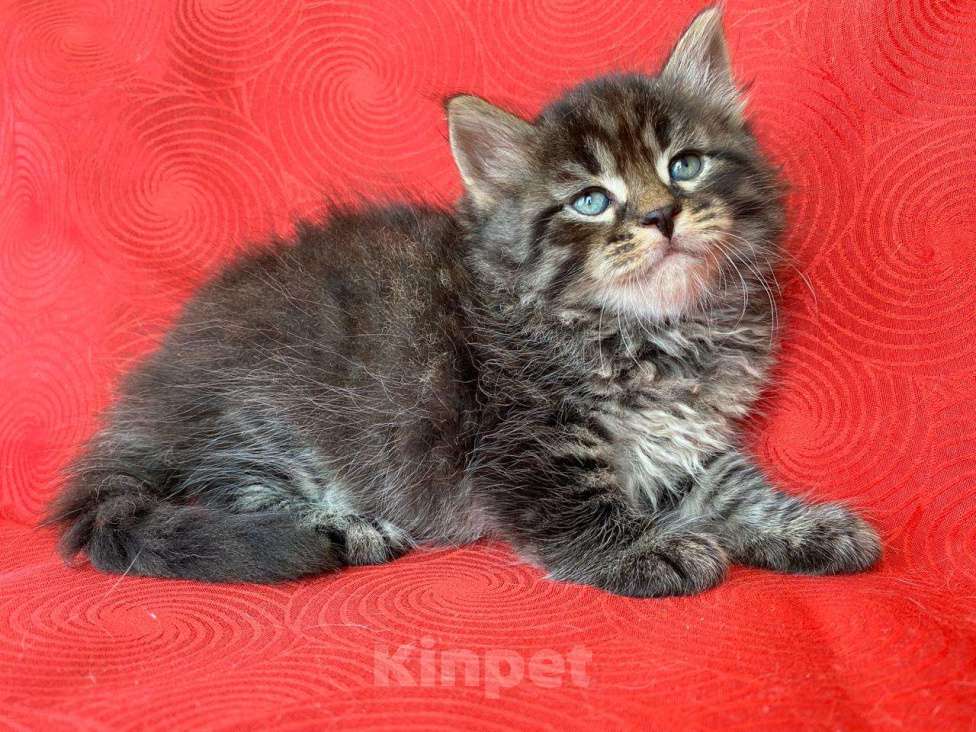 Кошки в Краснодаре: Кошечка лесного окраса Девочка, 35 000 руб. - фото 5