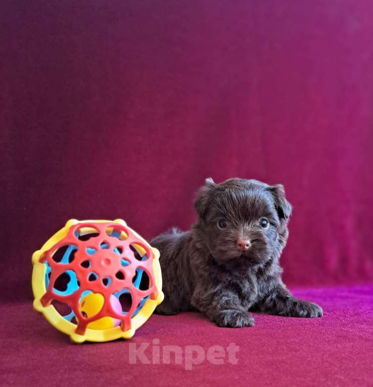 Собаки в Санкт-Петербурге: Шоколадный йорк девочка без подпала Девочка, 110 000 руб. - фото 4