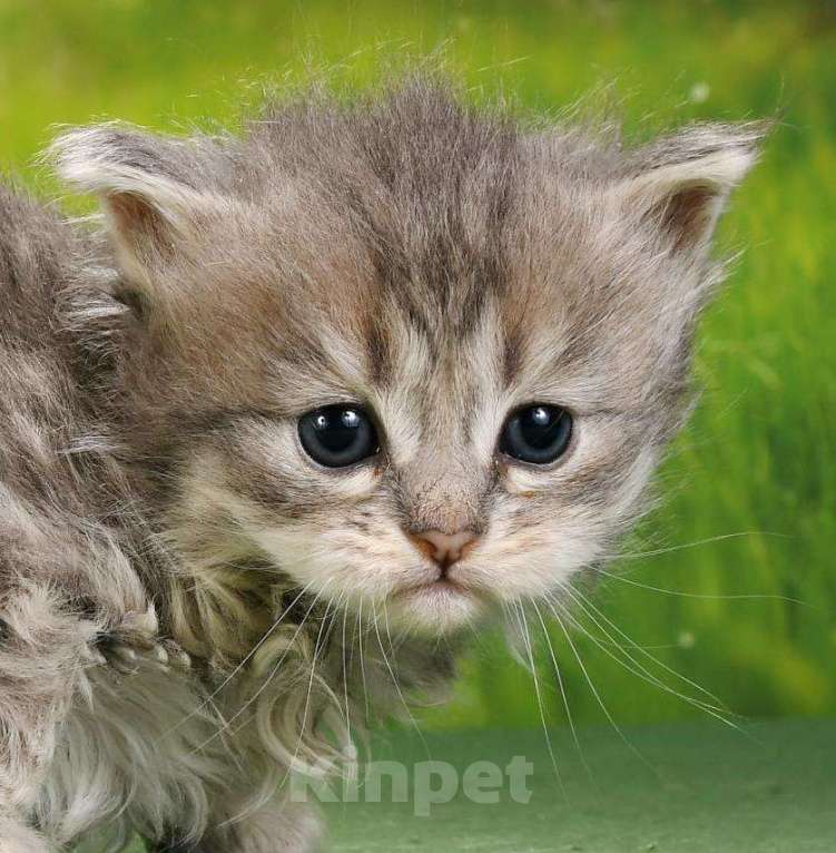 Кошки в Москве: эксклюзивные котята пиксибоба Девочка, 50 000 руб. - фото 7