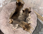 Кошки в Уфе: ОТДАЮ КОТЯТ В ДОБРЫЕ РУКИ Девочка, Бесплатно - фото 3