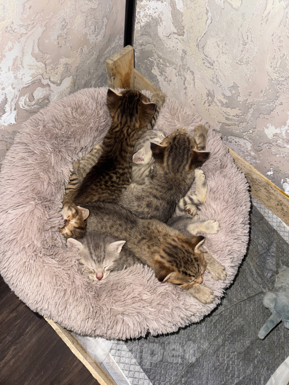 Кошки в Уфе: ОТДАЮ КОТЯТ В ДОБРЫЕ РУКИ Девочка, Бесплатно - фото 3