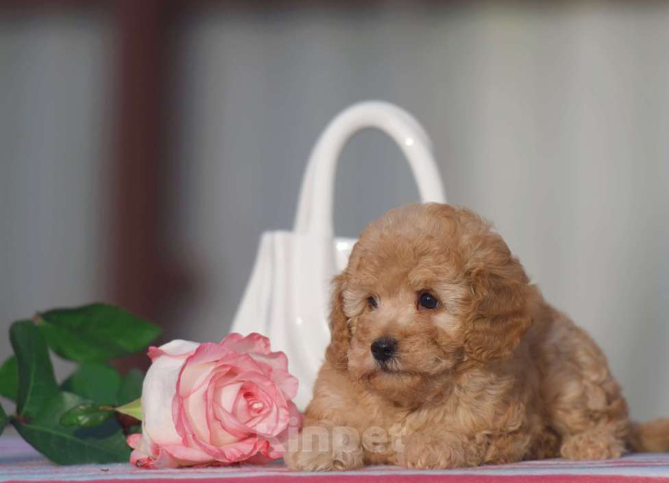 Собаки в Чехове: той пудель мальчик Мальчик, 45 000 руб. - фото 1