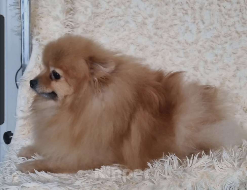 Собаки в Электростали: Ищет новую семью трёх лентяя девочка.  Девочка, Бесплатно - фото 6