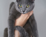 Кошки в Москве: Котенок Жеки ищет свой дом Мальчик, Бесплатно - фото 1