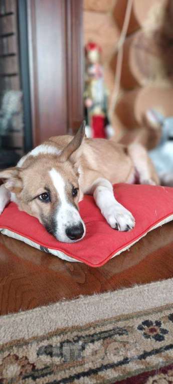 Собаки в Щелково: Балта якутенок в добрые руки Девочка, Бесплатно - фото 7