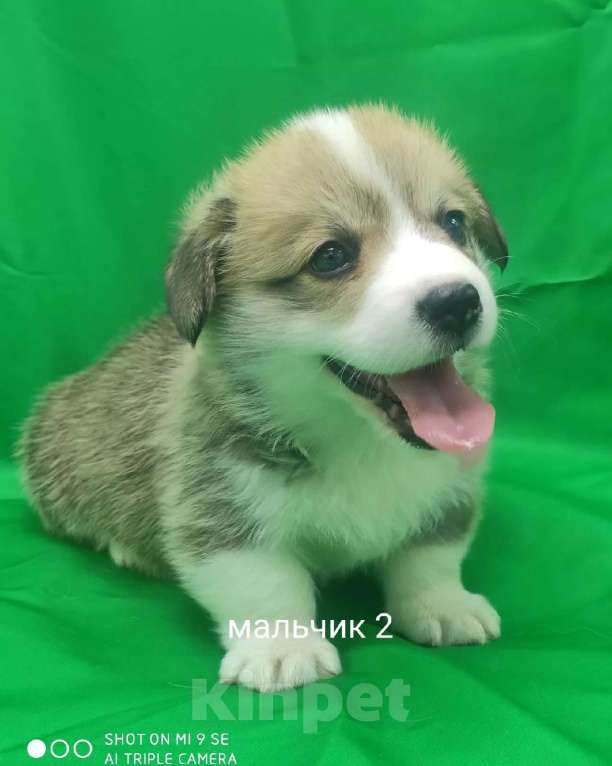 Собаки в Москве: щенки вельш корги пемброк Мальчик, 60 000 руб. - фото 1