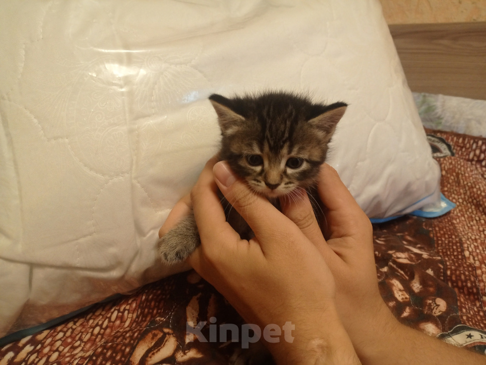 Кошки в Нижнем Тагиле: 🐱 Котята от Британской кошки 🐱 Мальчик, Бесплатно - фото 7
