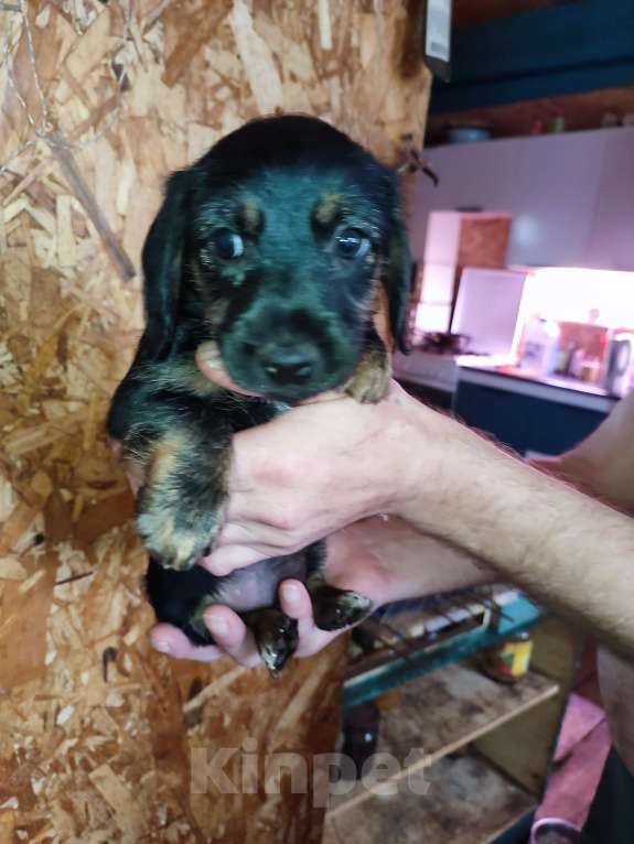 Собаки в других городах Рязанской области: Щенки дорки Девочка, 3 000 руб. - фото 4