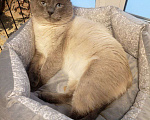 Кошки в Казани: Котик сиамский Мальчик, Бесплатно - фото 1