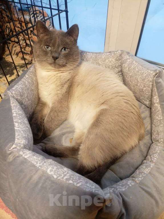 Кошки в Казани: Котик сиамский Мальчик, Бесплатно - фото 1