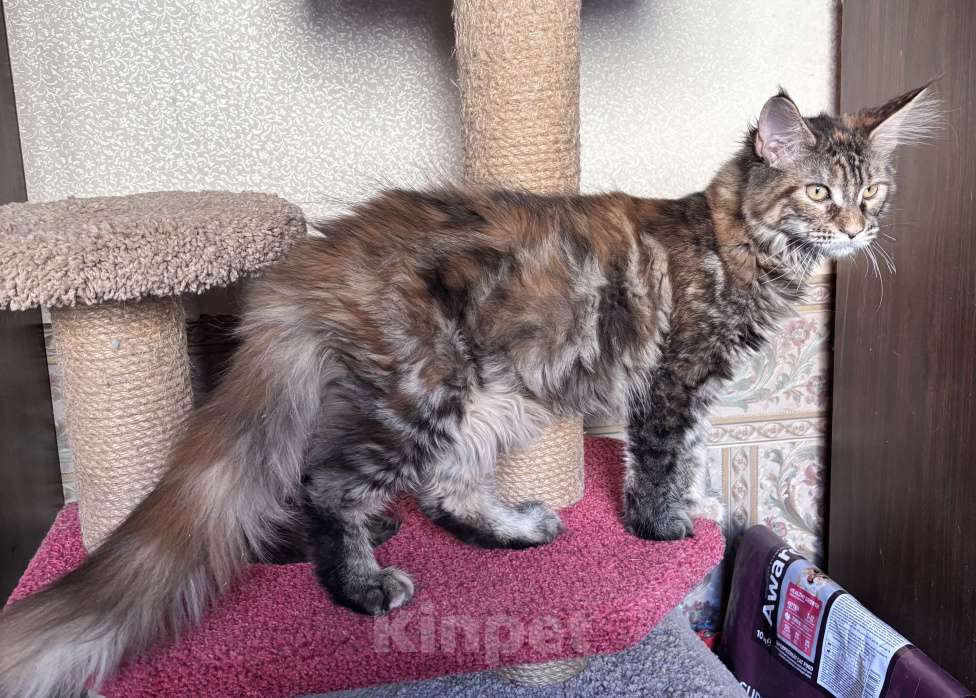 Кошки в Петергофе: Крупная девчоночка Девочка, 40 000 руб. - фото 3