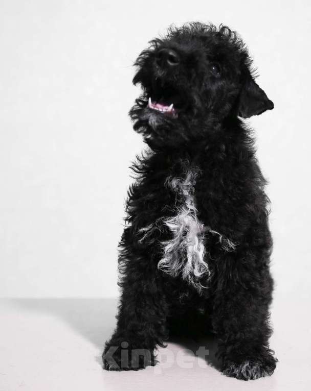 Собаки в Твери: Редкая порода лейкленд терьер Мальчик, 70 000 руб. - фото 3