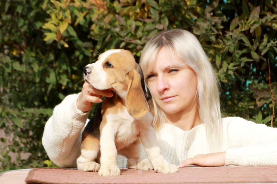 Собаки в Москве: щенок бигля девочка ркф Девочка, 45 000 руб. - фото 2