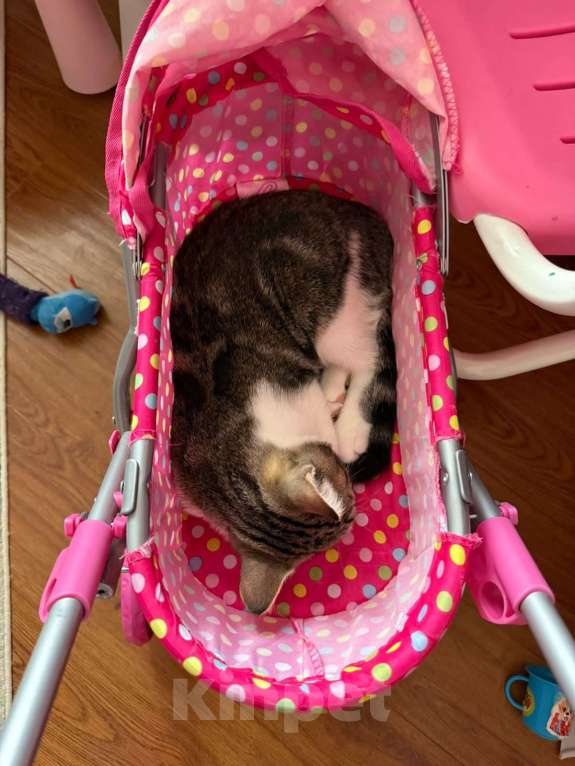 Кошки в Москве: Отдадим котенка в добрые и заботливые руки Мальчик, Бесплатно - фото 4