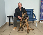 Собаки в Новосибирске: Щенки Бельгийской Овчарки Малинуа Разнополые, Бесплатно - фото 7