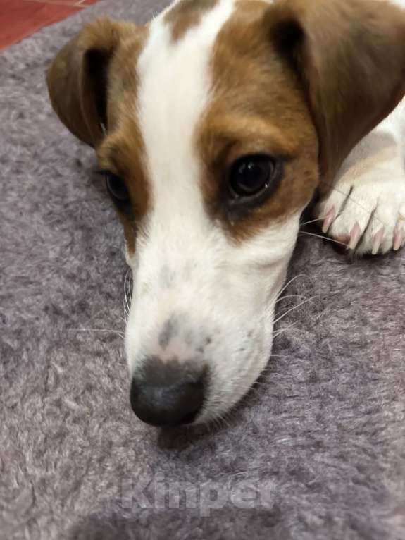 Собаки в Москве: Джек-Рассел-Терьер с документами Мальчик, 30 000 руб. - фото 4