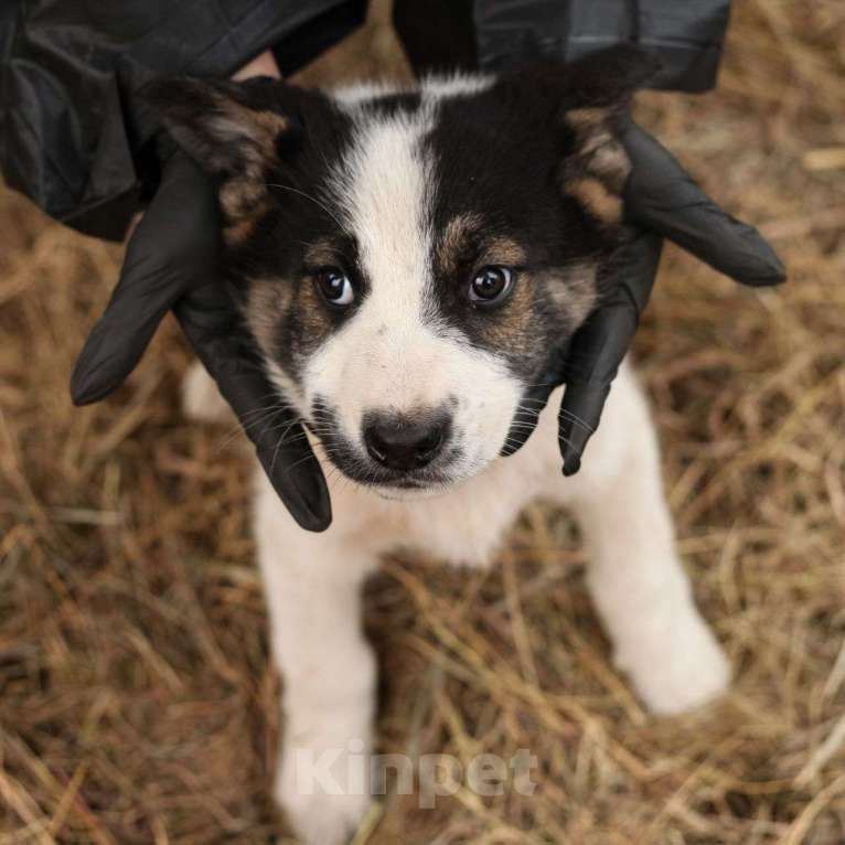 Собаки в Москве: Двухмесячный щенок девочка попала в вольер 🆘️ Срочно нужен дом  Девочка, Бесплатно - фото 2