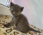 Кошки в Липецке: Отдаю котят в добрые руки Разнополые, Бесплатно - фото 7